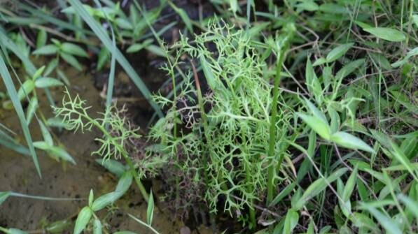 New plant species discovered in Shenzhen