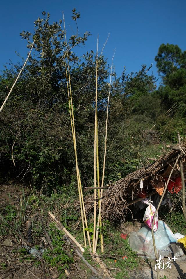 捕鸟人所用的工具多为长五米的竹竿。 南方+ 董天健 拍摄