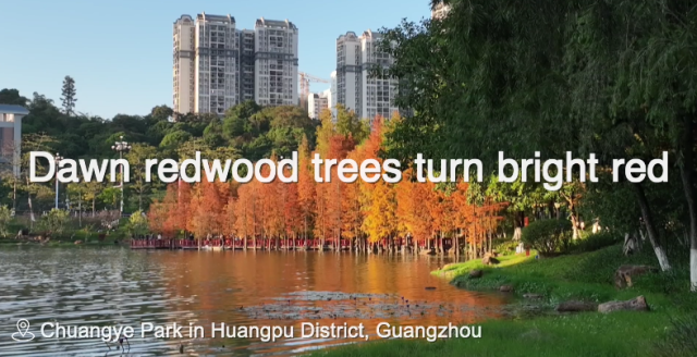 Dawn redwood trees in Huangpu turn bright red