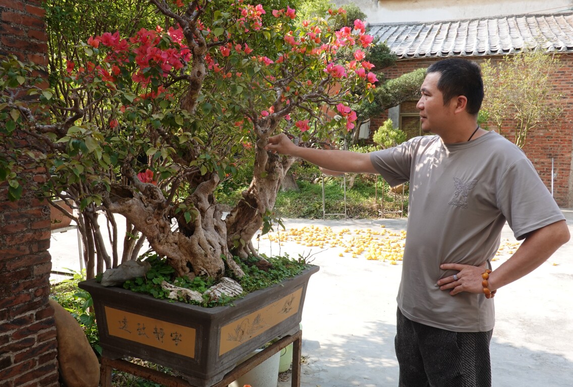 市花三角梅盆栽造型，侯贤杰尤其关注。