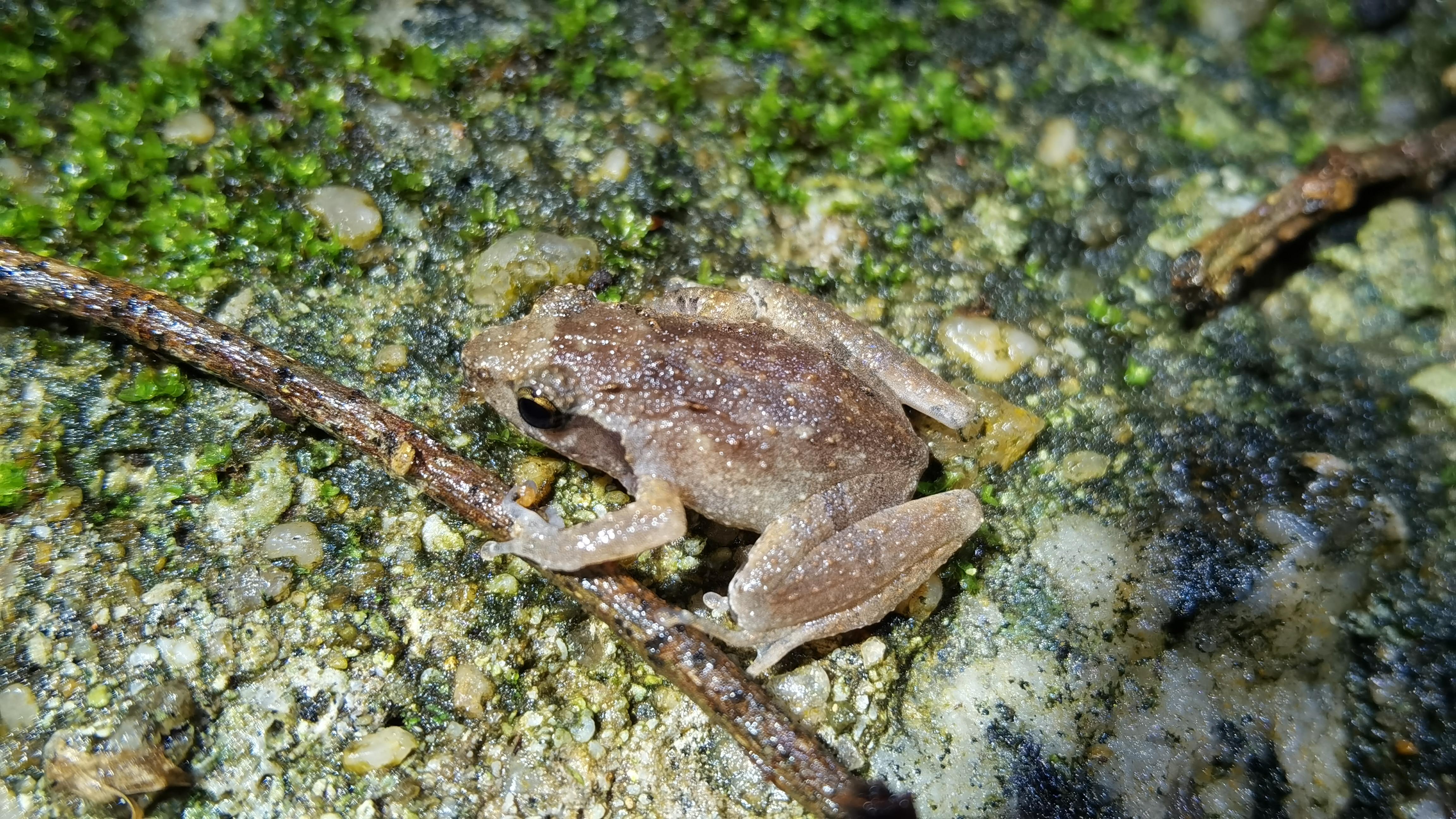 珠海市担杆岛发现卢氏小树蛙,为中国最小的蛙