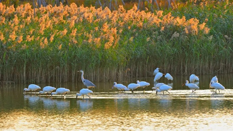 Les oiseaux migrateurs arrivent à Shenzhen les uns après les autres ! En voici un guide d’observation