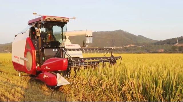 无人农机收割水稻现场。