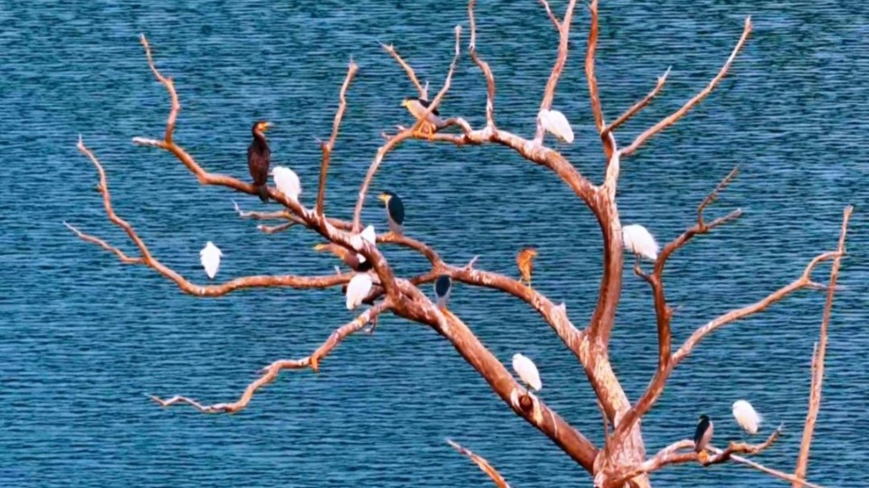 Trees stand still by the serene lake, resting birds enjoy gentle breeze
