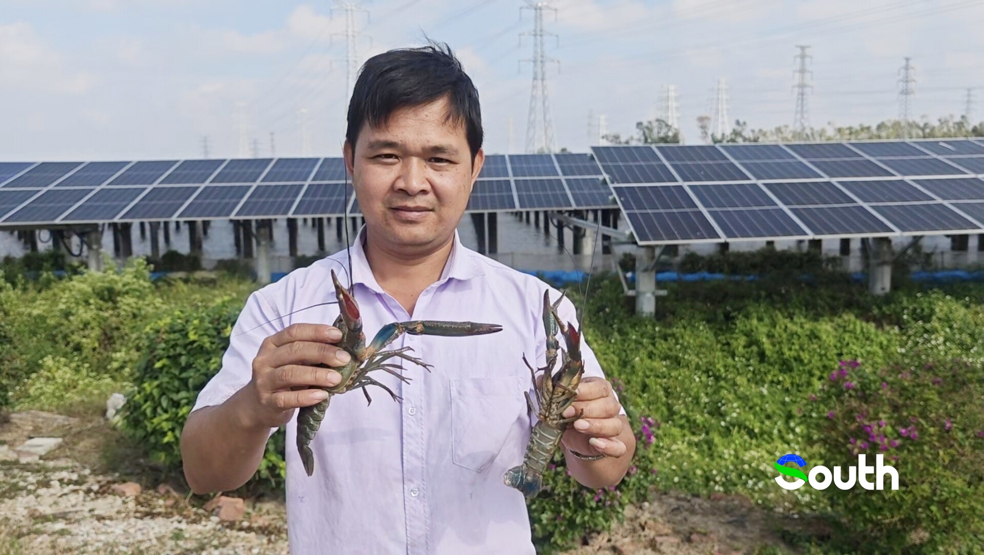 Australian-native crayfish finds cozy home under solar panels in Zhanjiang