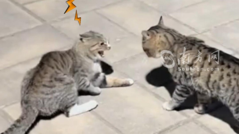 老师合力救下被困树上两天的小猫，之后喊来“猫家长”到场教育