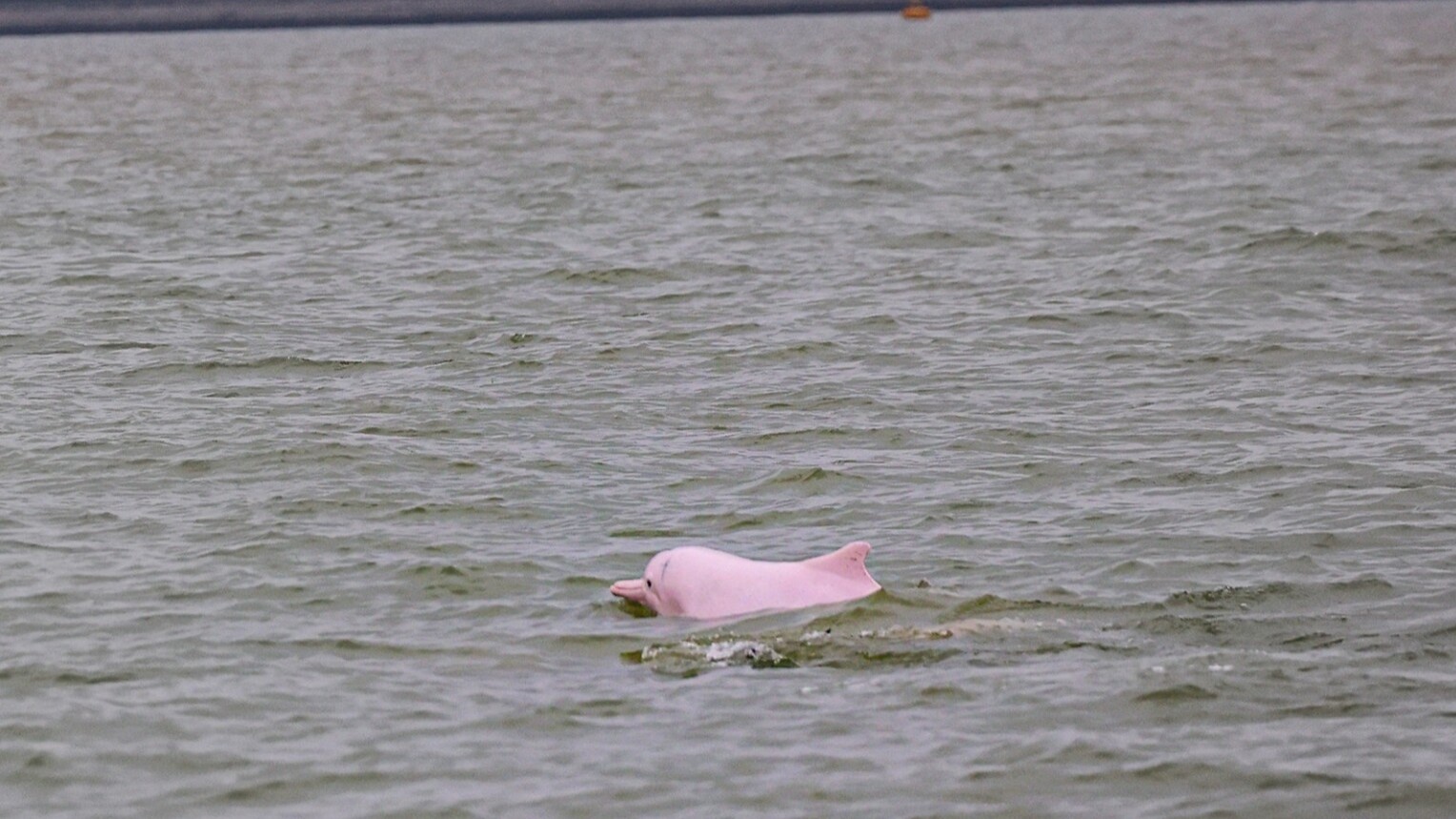 Chinese White Dolphins spotted near Hong Kong–Zhuhai–Macao Bridge
