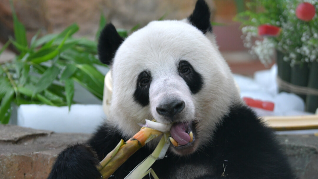 Chilling Out: Innovative ways Guangzhou Zoos keep their animals cool