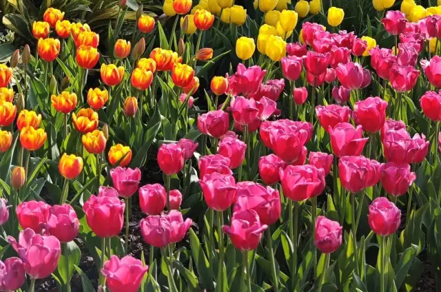 2024 Yuntai Garden Tulip Exhibition