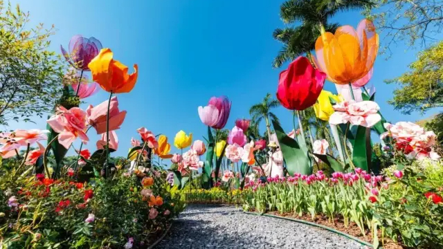 Baiyun Mountain tulip show coming, a 24-day floral extravaganza to Guangzhou