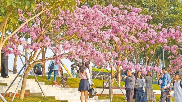 Pink trumpet trees in full bloom in Houhai