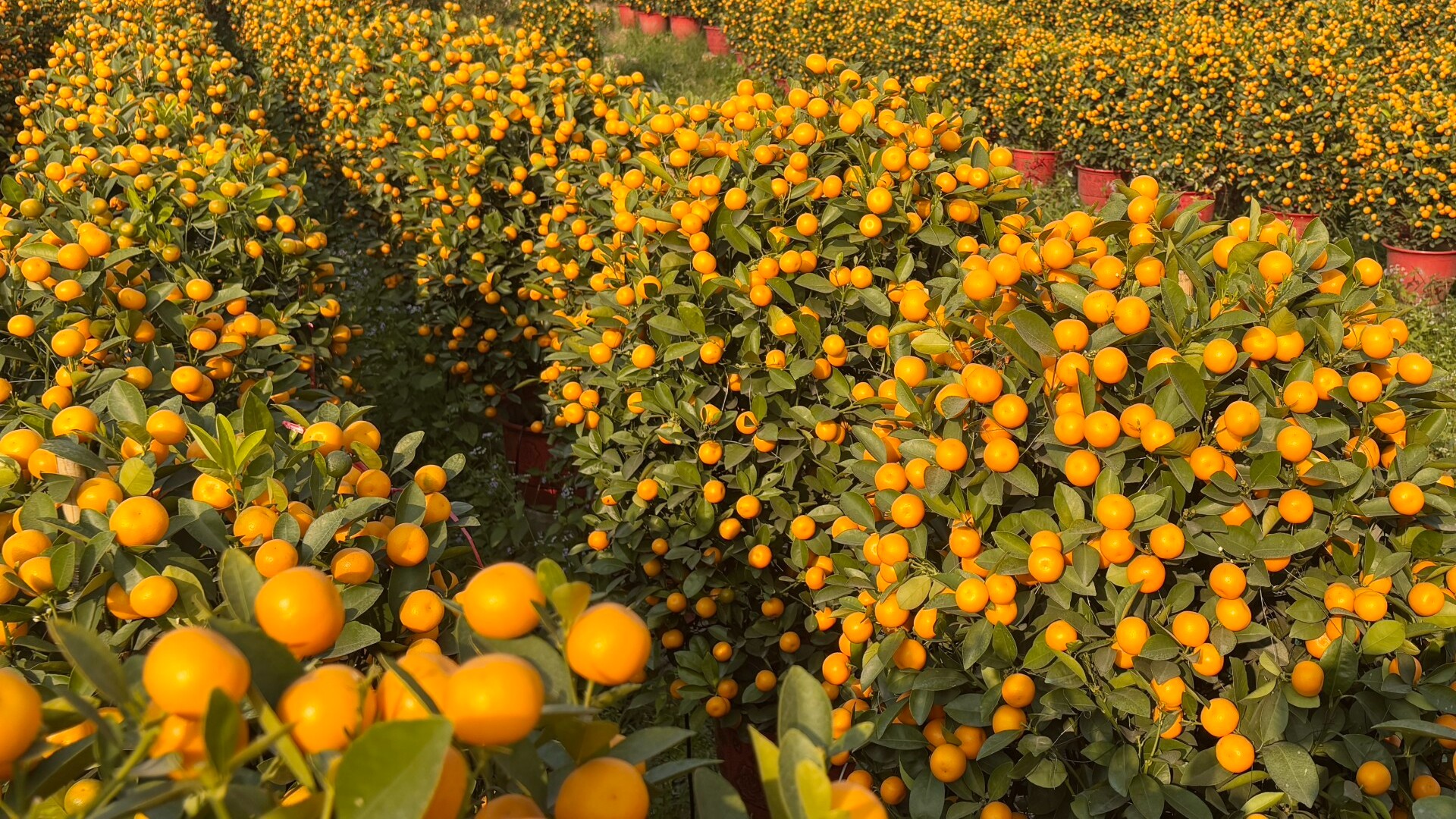 The 'Home of Tangerines' in Guangzhou celebrates a bumper harvest