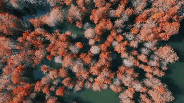 大山陂公园.gif