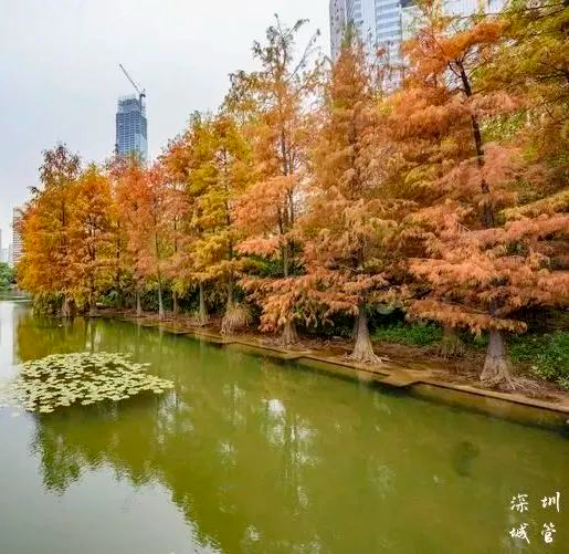 荔枝公园.jpg