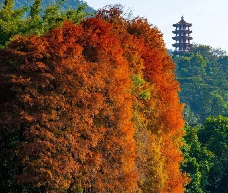 仙湖植物园1.jpg