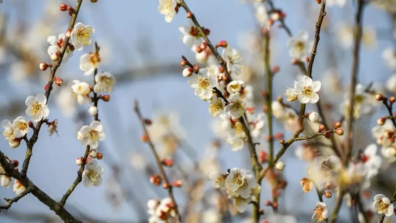 Les pruniers parent Shenzhen de ses premières fleurs pour cet hiver.