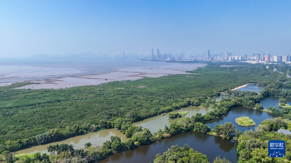 这是11月6日拍摄的深圳福田红树林湿地（无人机照片）。新华社记者 梁旭 摄