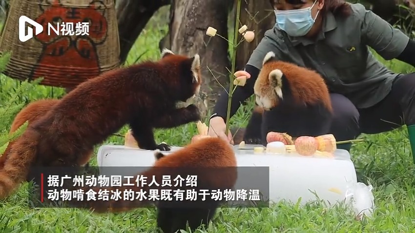 看廣州動物園如何給萌寶們消暑度夏？