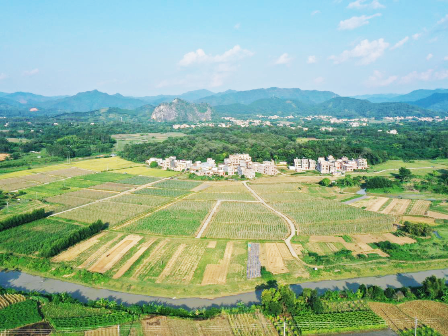 【广东印记】春湾镇：千年古镇，稻蔬飘香