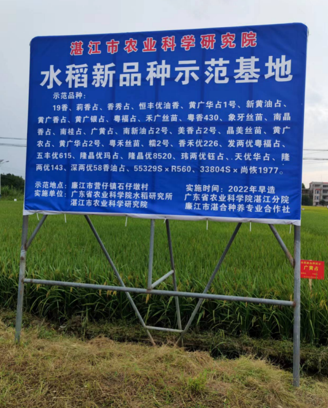 在廉江市营仔镇石仔墩村展示的水稻新优品种。