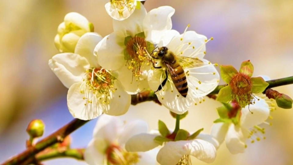 Lone fragrance never wanes, quietly braving winter chills