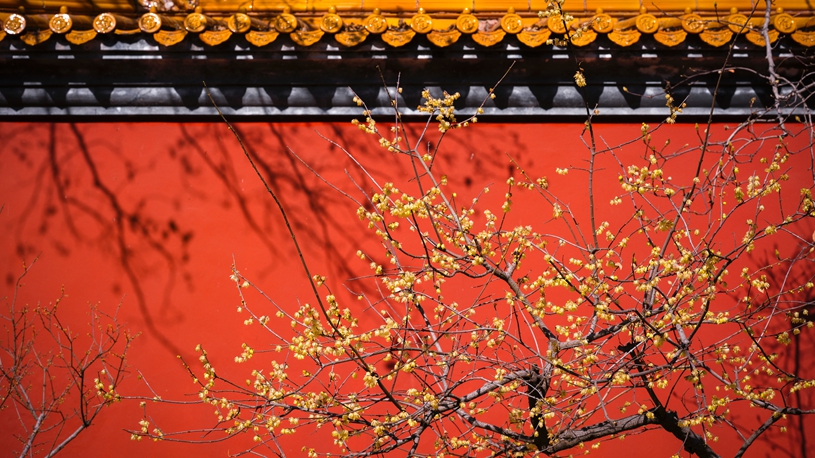 Scenery of plum, wintersweet blossoms in winter