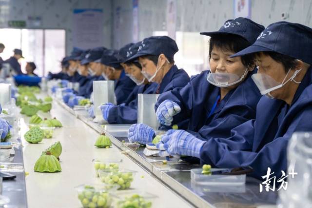 发展莲花产业后,新宇村建起“奶奶工厂”,村里的老人到车间剥莲子,实现家门口赚闲钱。 发展莲花产业后,新宇村建起“奶奶工厂”,村里的老人到车间剥莲子,实现家门口赚闲钱。