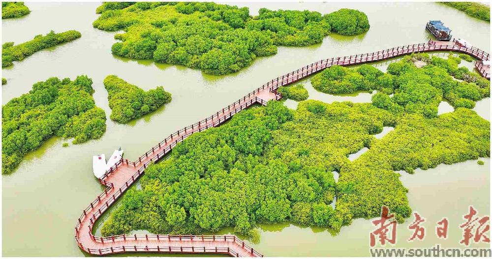  湛江麻章金牛岛红树林。 吴东俊 摄
