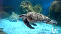 世界海龟日｜一只惠东海龟的自述