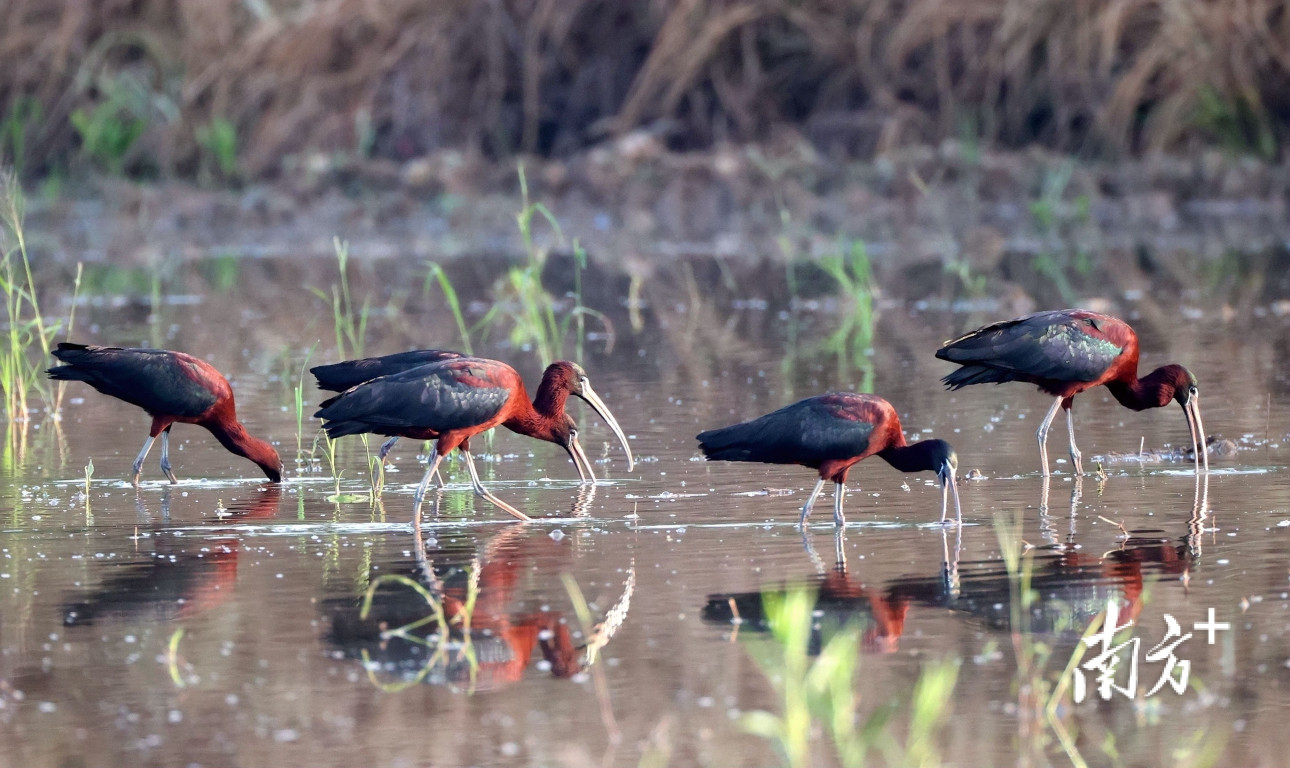 彩鹮主要栖息在温暖的河湖及沼泽附近，有时也会到稻田中活动，性喜群居。