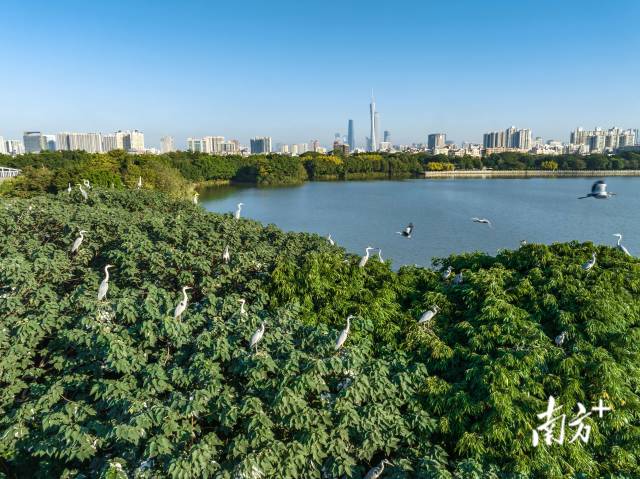 位于广州的海珠国家湿地公园。图/南方plus记者 谢惠强