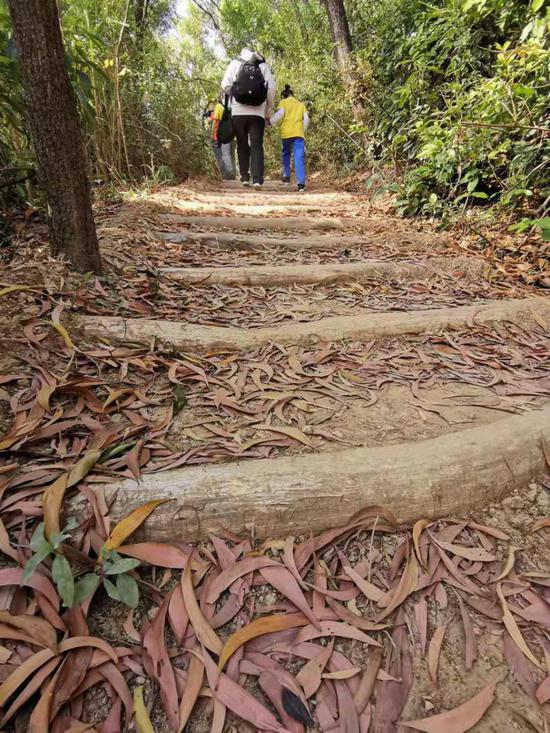 位于梅林山的深圳首条手作步道，徒步者走过横木修筑的台阶。图/深圳晚报