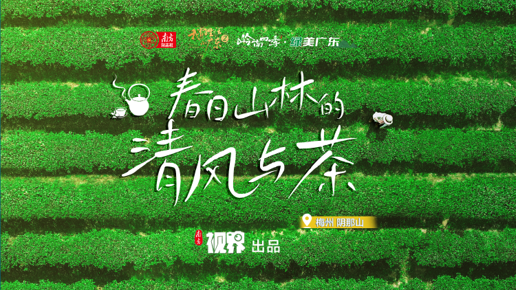 嶺南出佳茗！探尋梅州春日山林的清風與茶