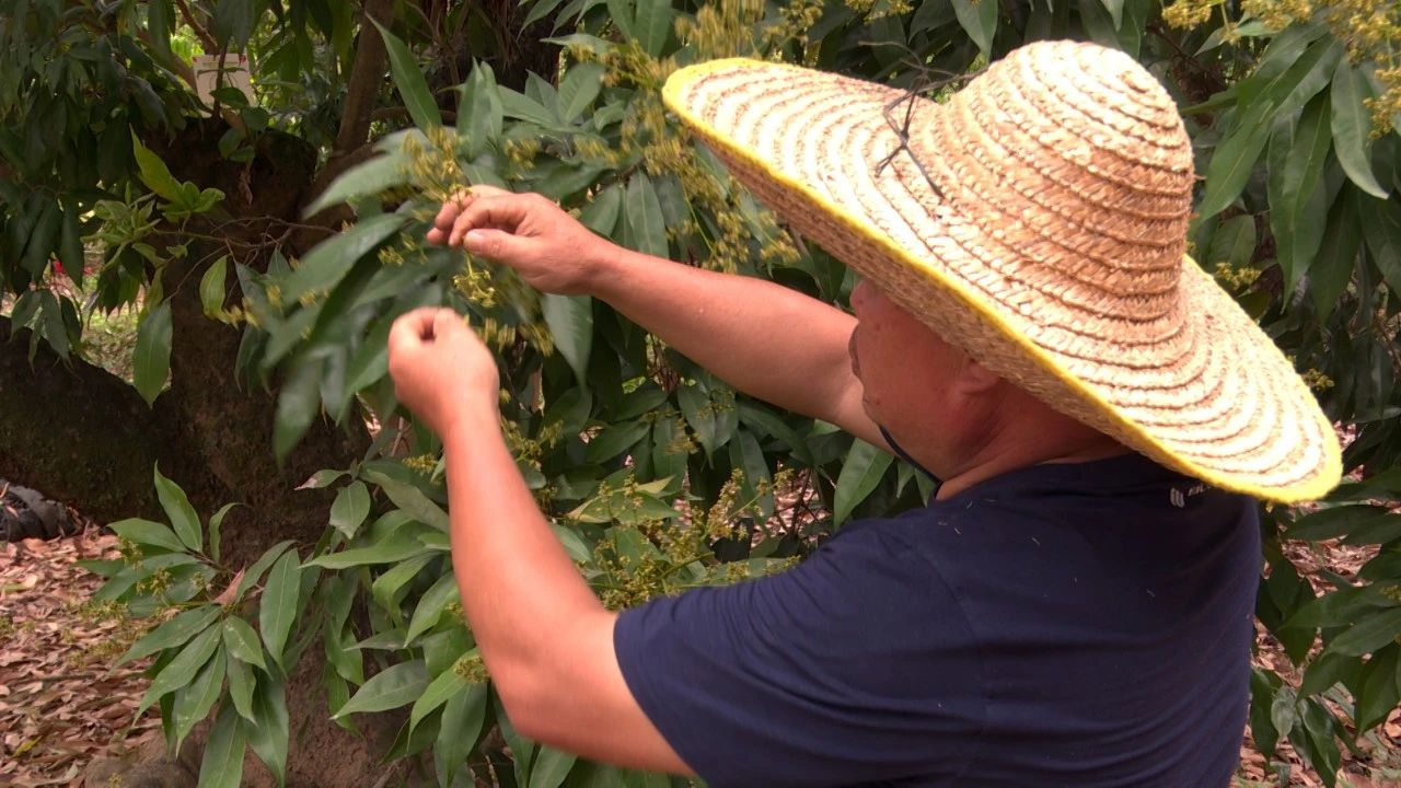 郁南：荔枝花开正盛 果农抢抓农时忙春管