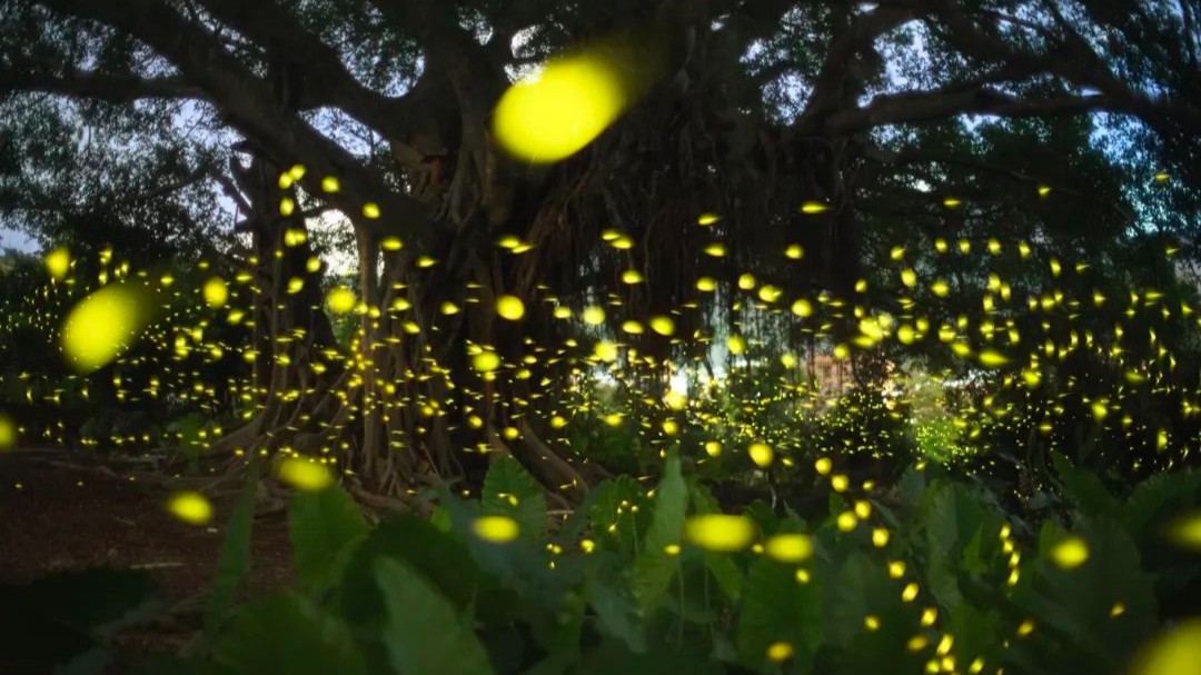Enjoy firefly season in Xichong now!