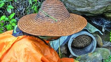 大食物观里看广东:古老智慧孕育新的“甜蜜事业” 大食物观里看广东:古老智慧孕育新的“甜蜜事业”