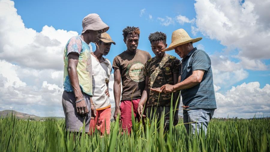 China-Africa cooperation charts course for continental agricultural modernization