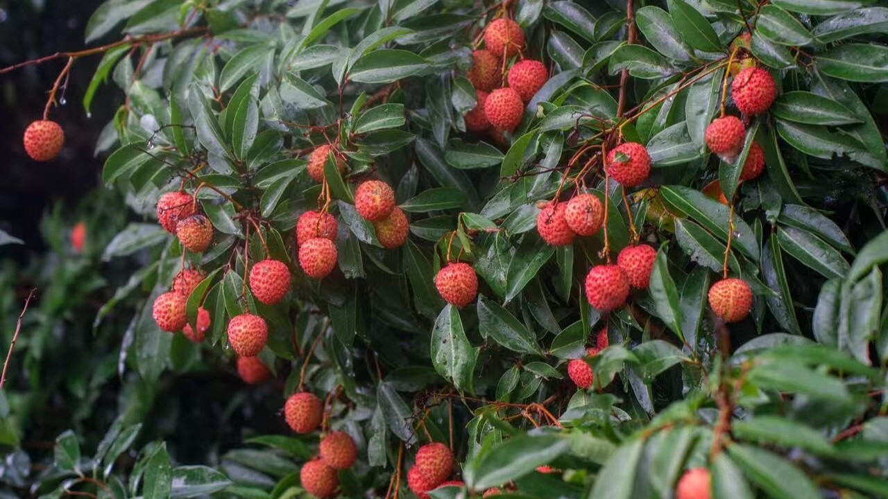 Maoming exports lychees to 22 countries and regions
