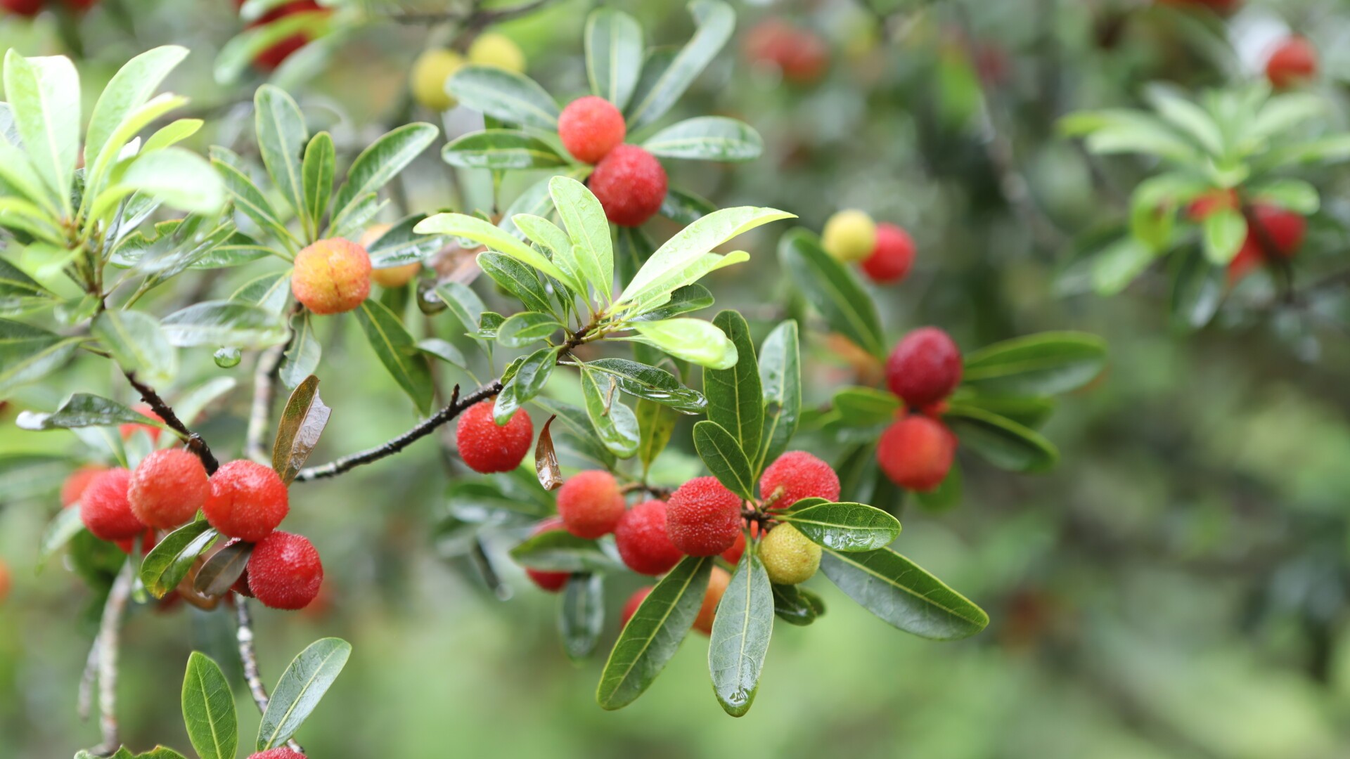 Chinese bayberries shine in Guangzhou, harvest festival opens for picking