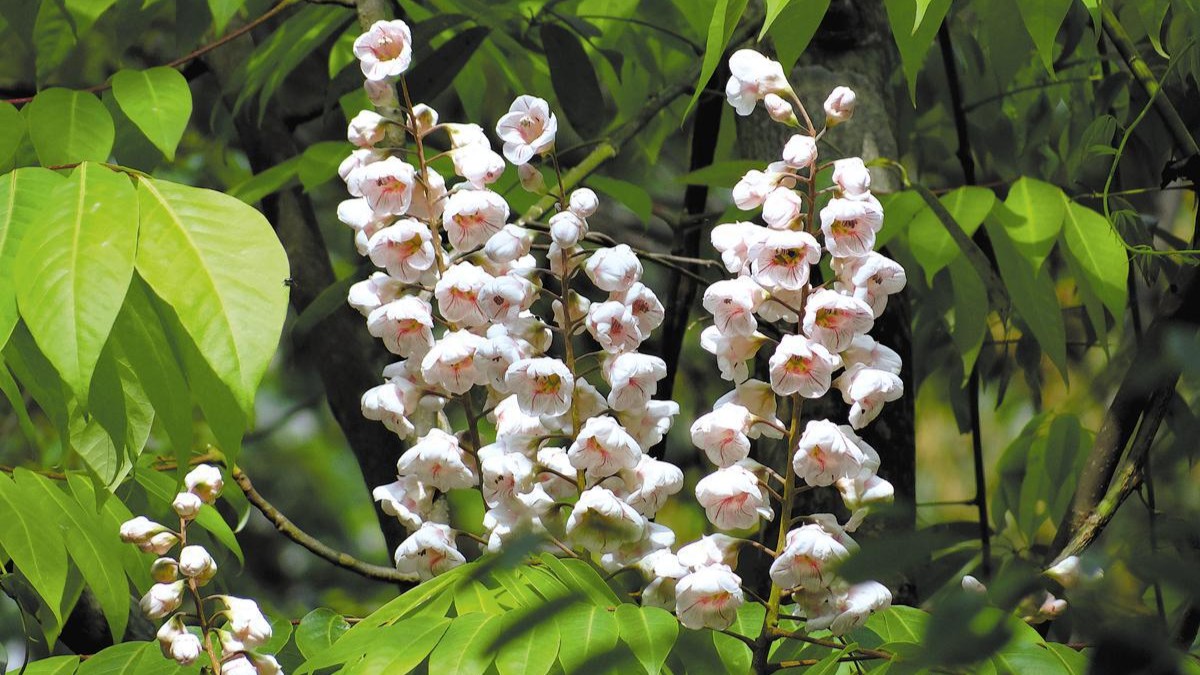 Nanling mountains a hotbed of natural diversity