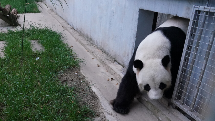 旅马大熊猫“福娃”“凤仪”平安回国