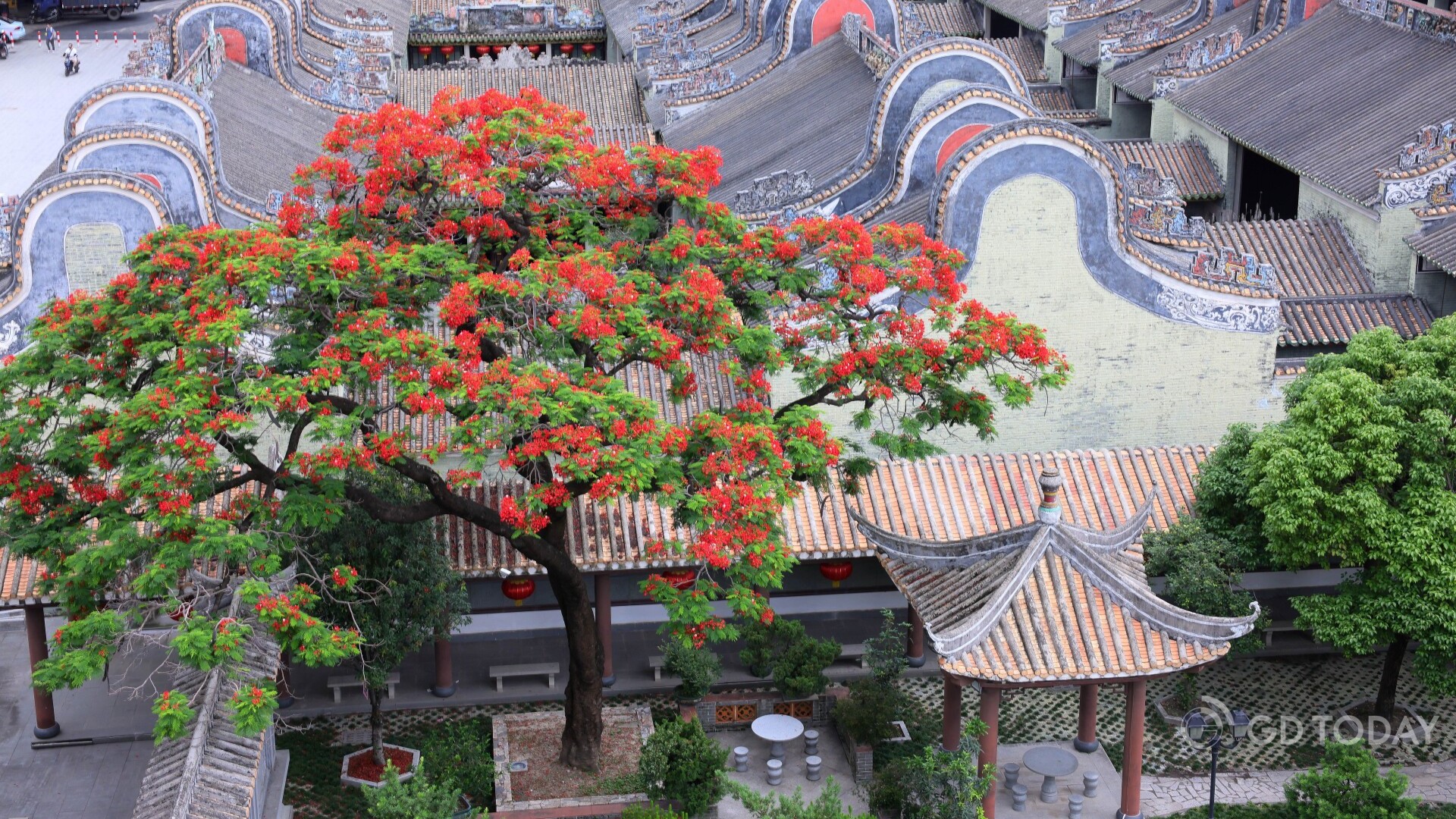 Phoenix trees bloom at Guangzhou's historic sites