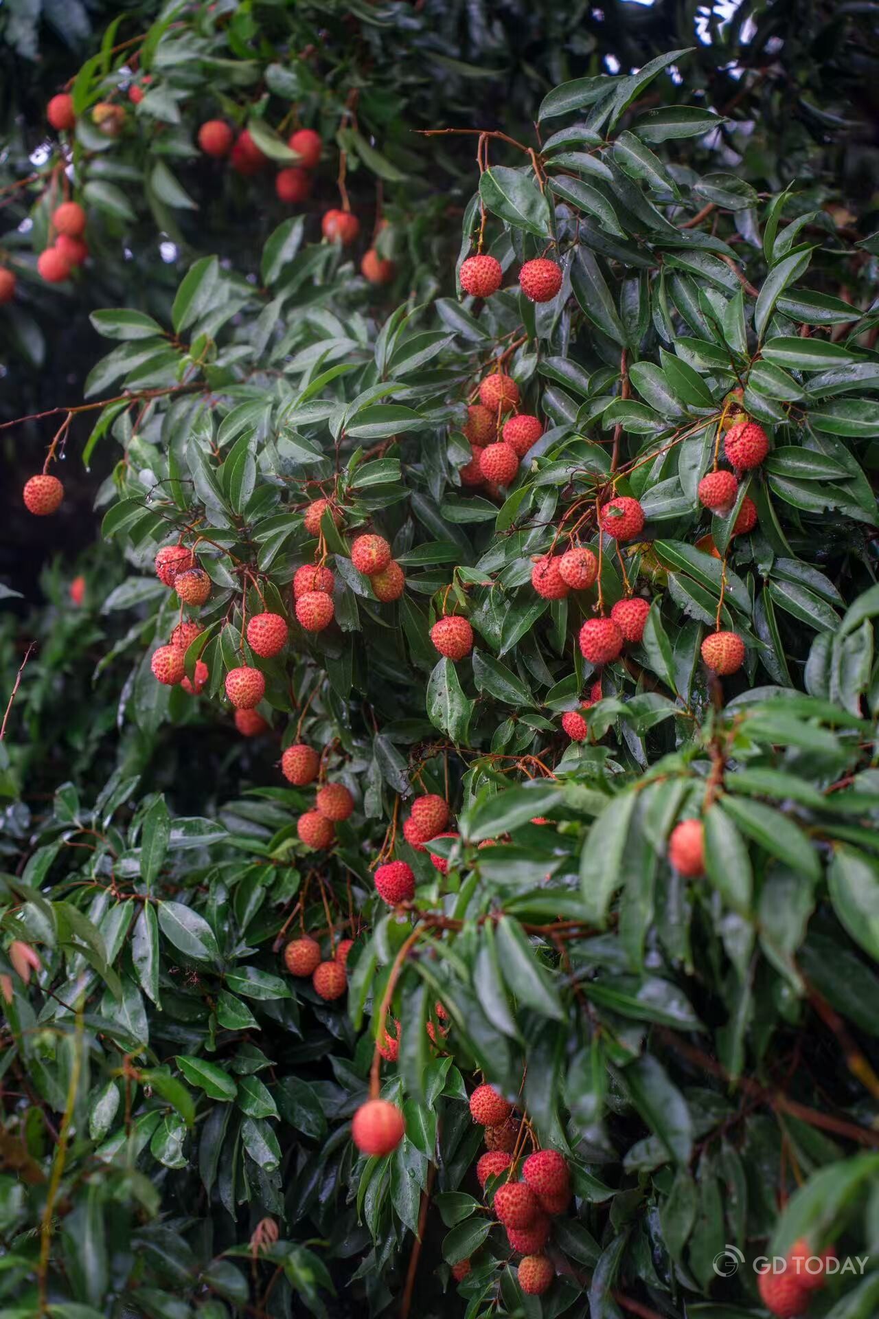 Maoming lychees are blushing on the branches, ready to sweeten the world.