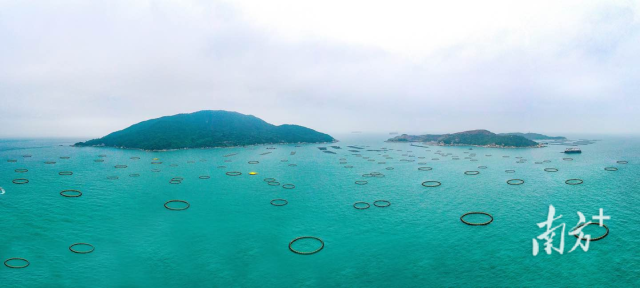 万山国家级海洋牧场示范区。南方+记者 关铭荣 摄 万山国家级海洋牧场示范区。南方+记者 关铭荣 摄