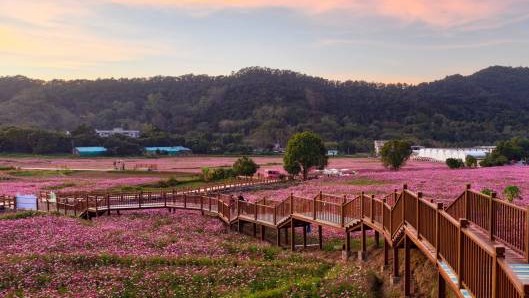 A winter that blossoms: Discover Yunfu's season of color