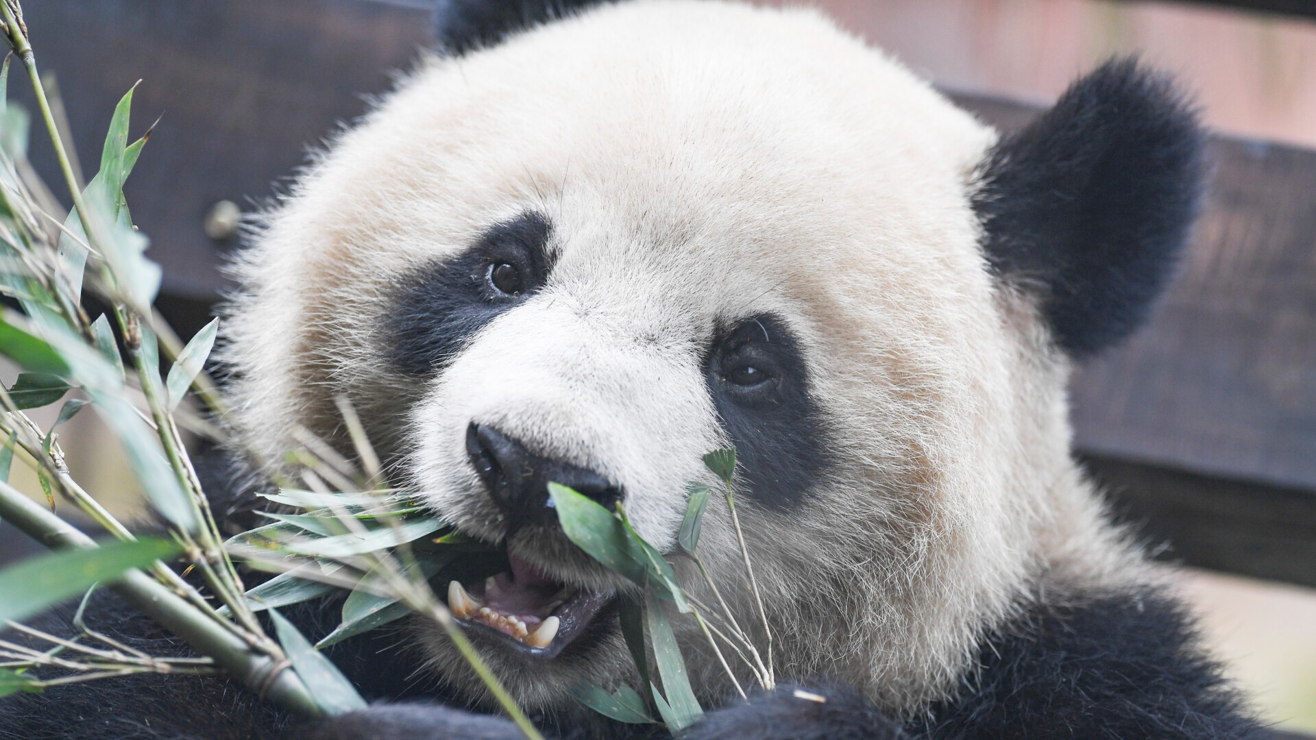 China’s wild giant panda population reaches nearly 1,900 as