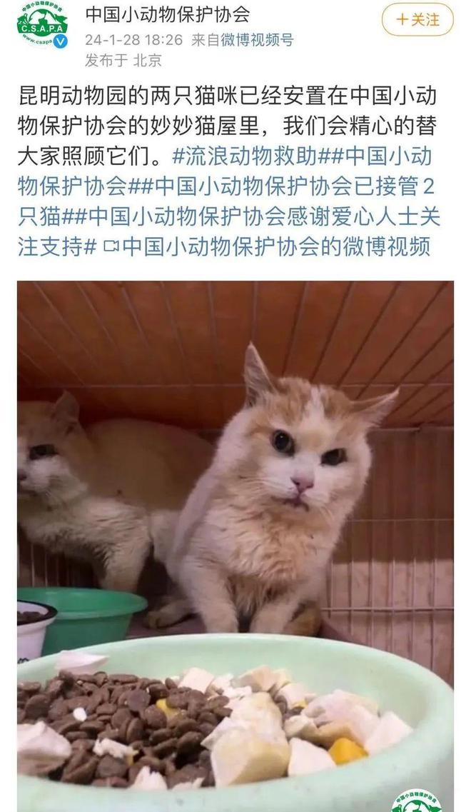 昆明动物园两只猫咪已转移至北京安置 健康状况良好