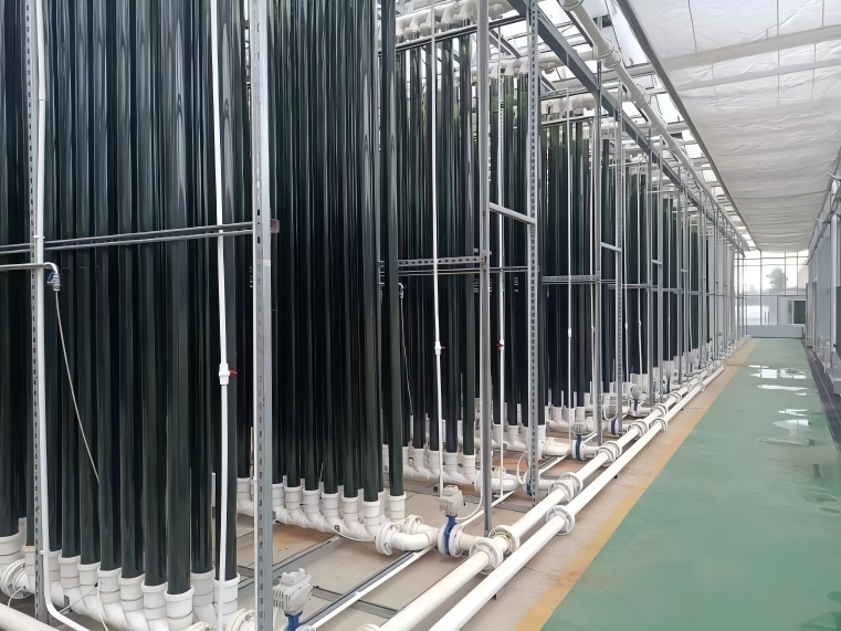 立柱式光生物反应器。来源：受访人提供