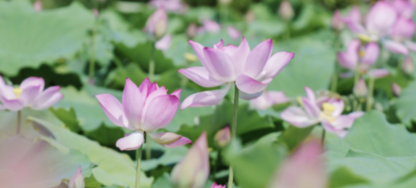 The young shoots you guarded now stand as a forest