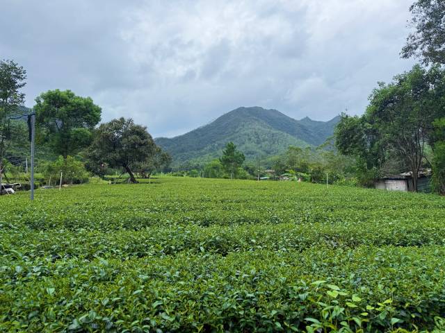 莲花山下的大美茶园。